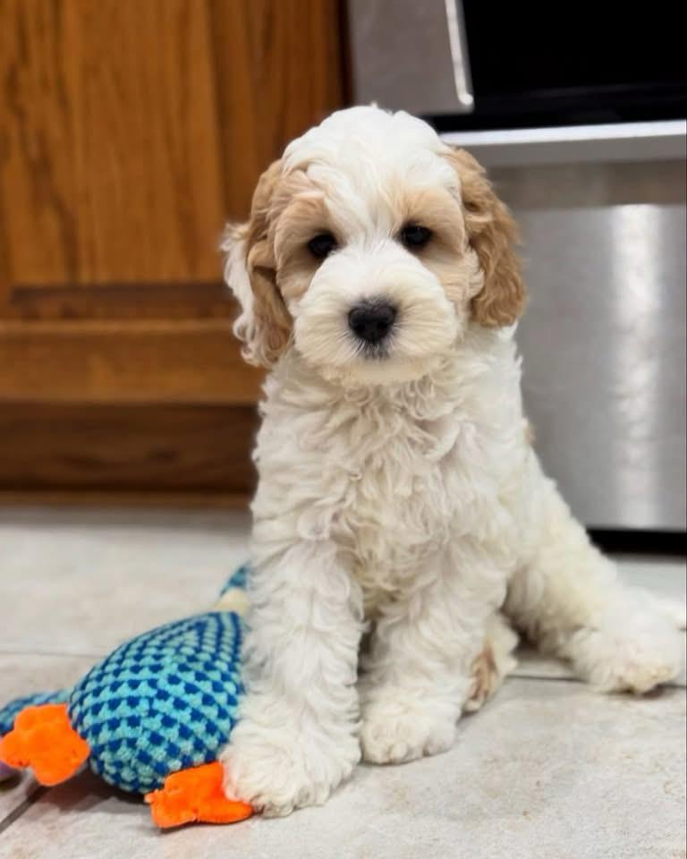 Charlie - Photo 1