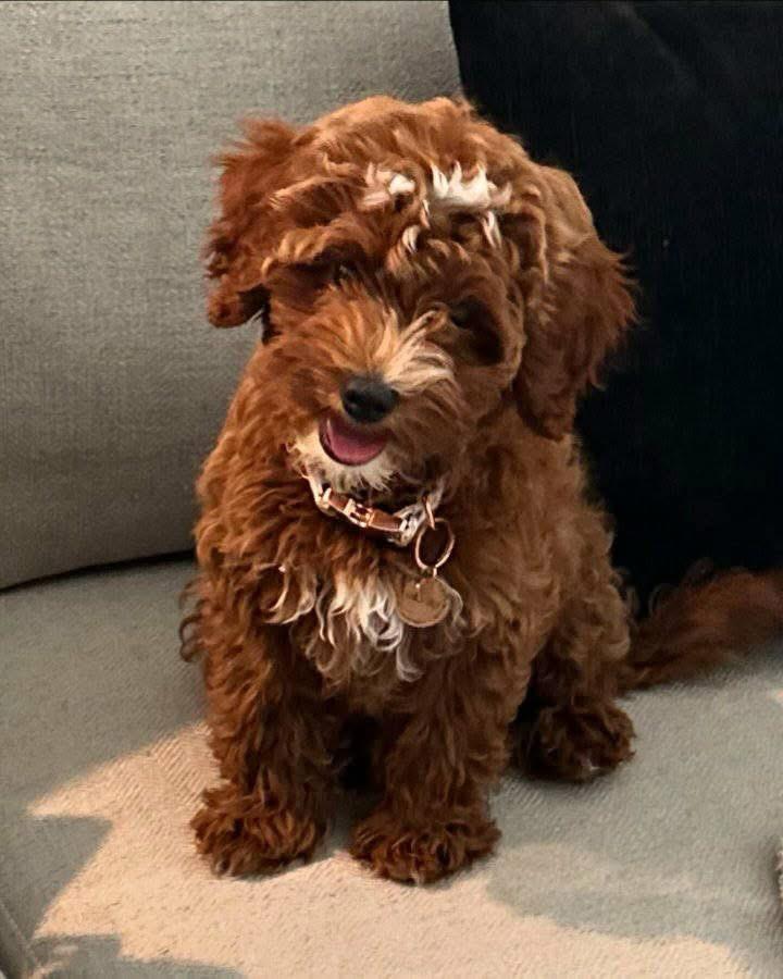 Cooper - Photo 1