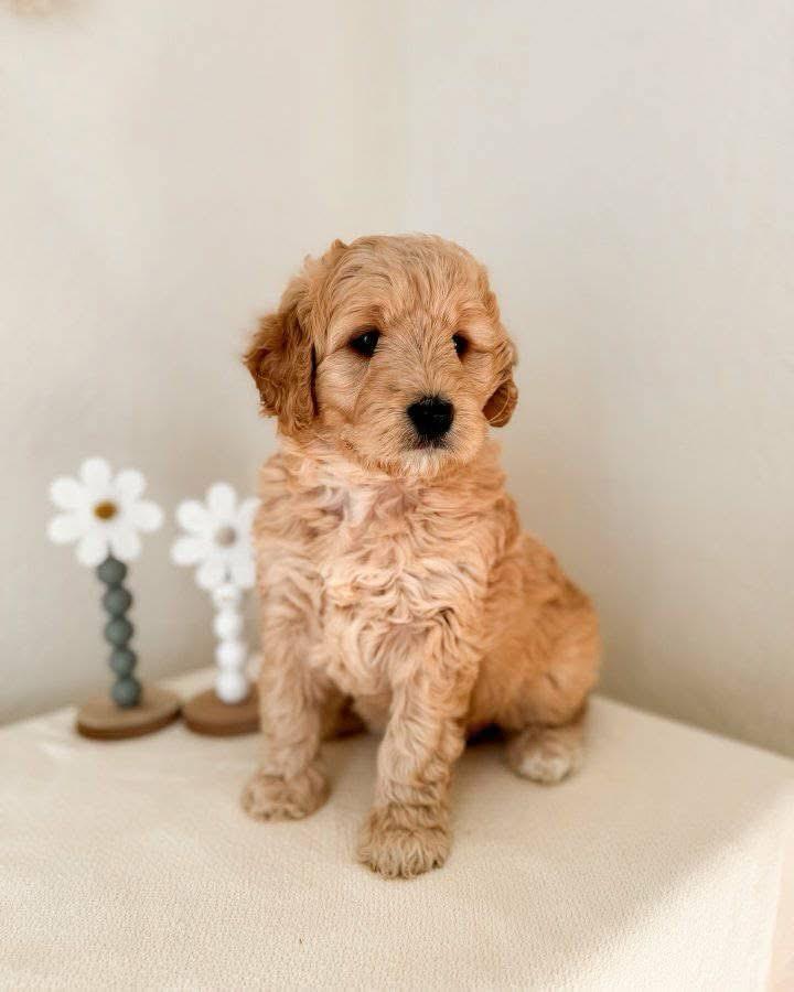 Daisy - Photo 1
