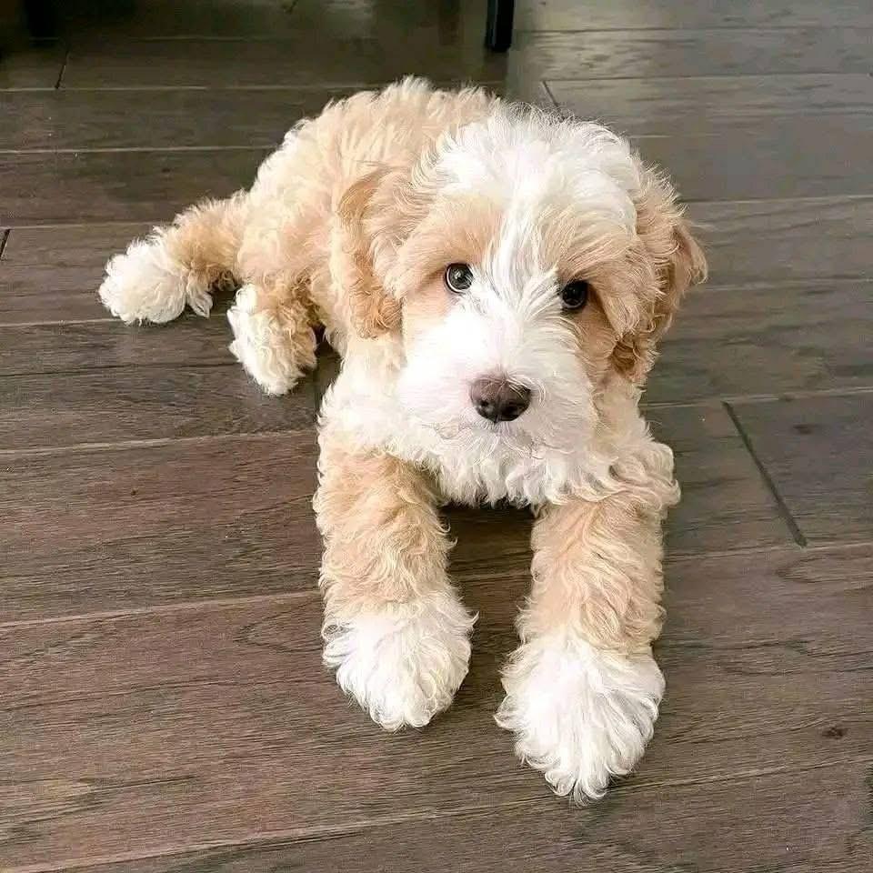 Milo - Photo 1